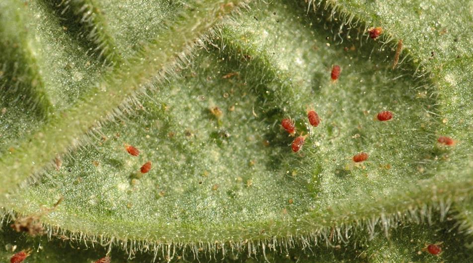 Spider mites - credit: Flickr/Eran Finkle (CC by 2.0)